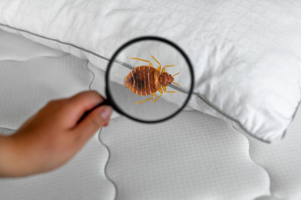 Eliminate Bed Bugs